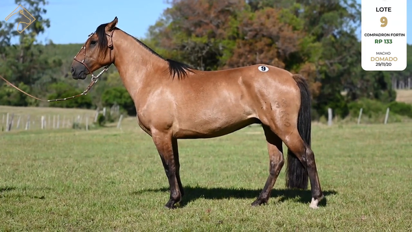 Lote COMPADRON FORTIN