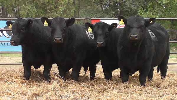 Lote TOROS ANGUS NEGROS PC