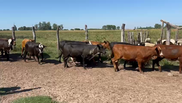 Lote 49 Vaquillonas en Santa Rosa, Corrientes