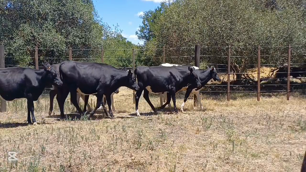 Lote VAQUILLONAS 1 A 2 AÑOS