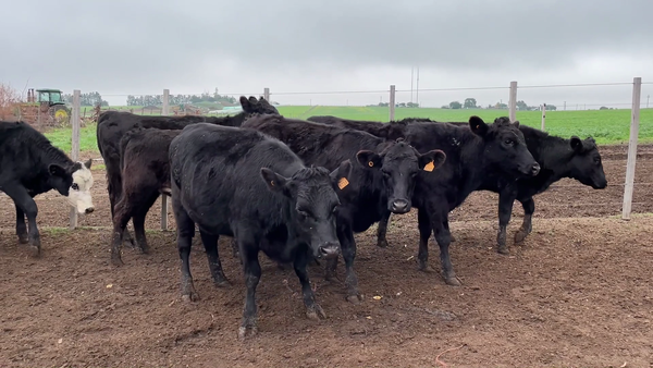 Lote 22 Vaquillonas 1 a 2 años en San José