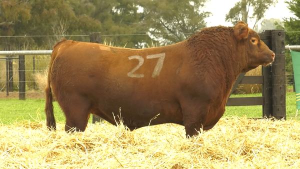 27 - 4272C — TOROS ANGUS PURO CONTROLADO