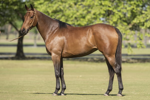 Lote TAITA CUECA - T/E (OPEN CHIMENTO - TAITA BACHATA)