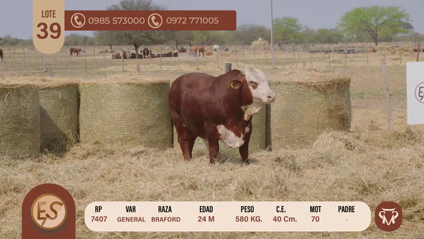 Lote TOROS BRAFORD 24 MESES