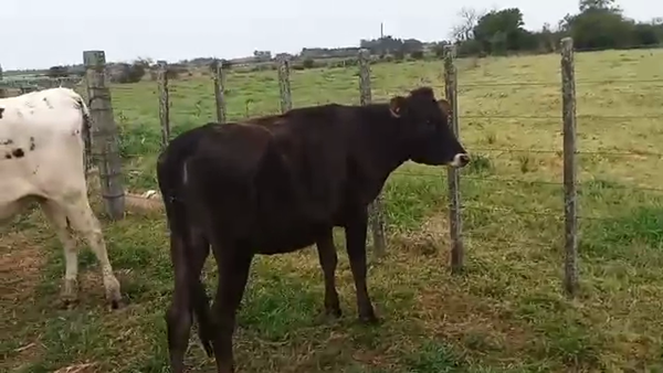 Lote 2 Vaquillonas 1 a 2 años 300kg - , San José