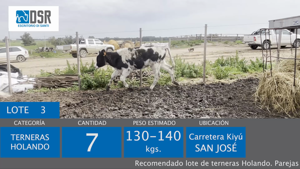 Lote 7 Terneras, Florida