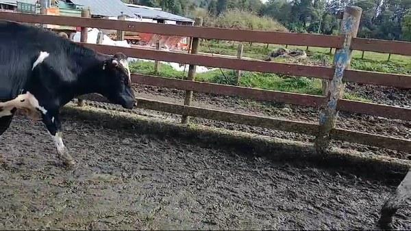 Lote 8 Novillo Engorda en Puerto Varas, X Región Los Lagos