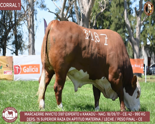 Lote Toro Braford Cabaña El Retiro