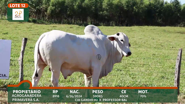 Lote 2P PRIMAVERA