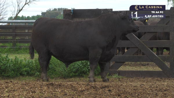 Lote TORO ANGUS PURO CONTROLADO