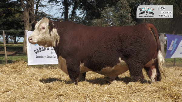Lote MACHOS POLLED HEREFORD  PUROS DE PEDIGREE