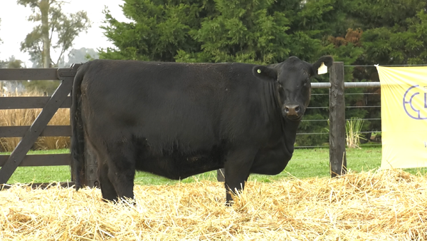 Lote VAQUILLONAS A. ANGUS PURO PEDIGREE