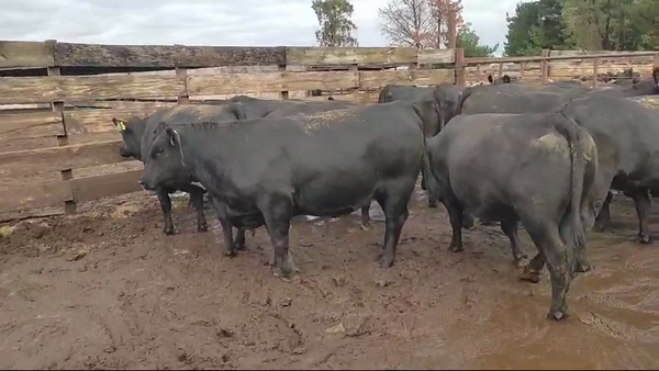 Lote 20 Vaquilla Gorda en Los Ángeles, VIII Región Biobío