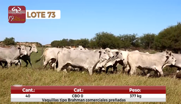 Lote Reproductores de Alborada - Lote 73