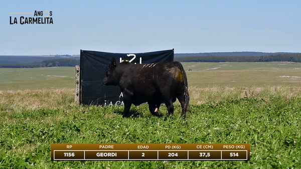 Lote RP 1156 - Angus La Carmelita