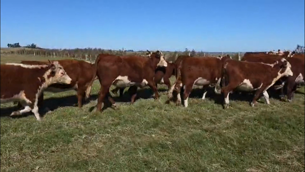 Lote 29 VAQ PREÑADAS