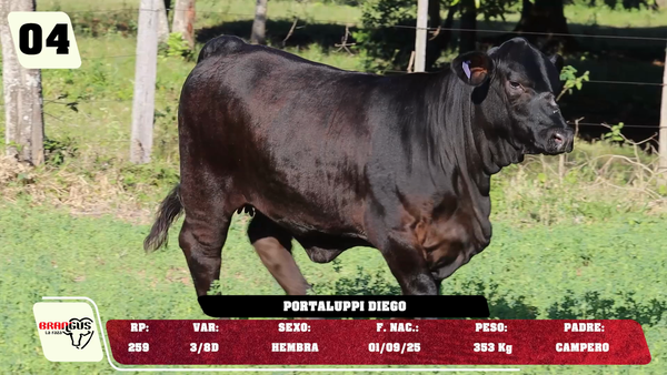 Lote LOTE 4 -JUNIOR
