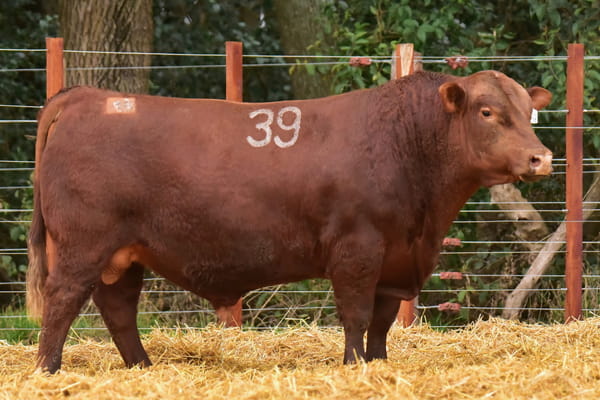 43257 — TOROS ANGUS PC