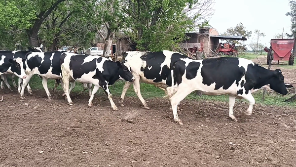 Lote 25 Vaquillonas preñadas Holando Argentino en Moises Ville, Santa Fe