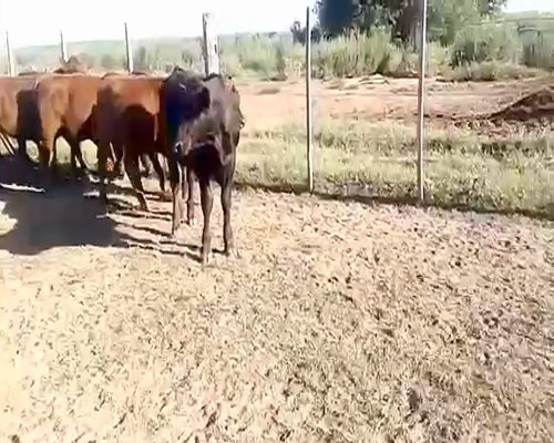Lote 15 Terneros/as en La Carlota, Córdoba