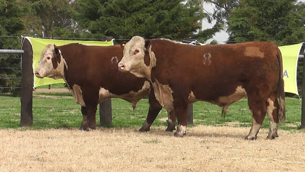 Lote TOROS P. HEREFORD PR