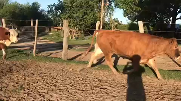 Lote 45 Novillos en Esquina, Corrientes