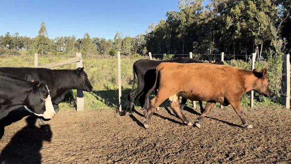  VACAS DE INVERNADA