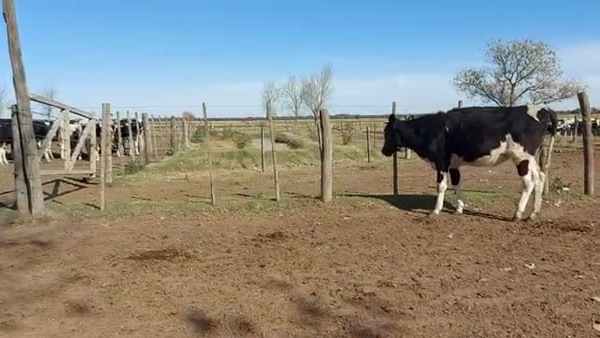 Lote Est. Don Osvaldo - Recria