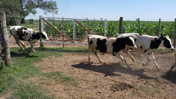 Lote 32 Terneros Holando Argentino en Col. Bossi, Santa Fe