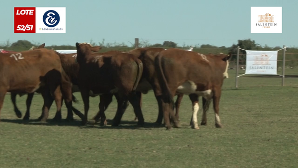 Lote Vaquillas Braford Generales Señal ´20-Preñadas IATF (22-12-2022) y Servicio Colectivo (01/01/23 al 05/02/23)