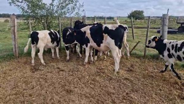 Lote 10 Terneros, San José