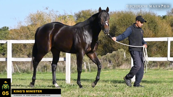 Lote KING'S MINISTER