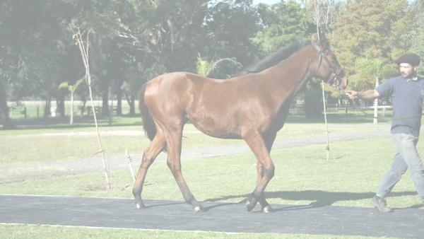 Lote ELLIE CANDY (SEÑOR CANDY -  ELLIANA)