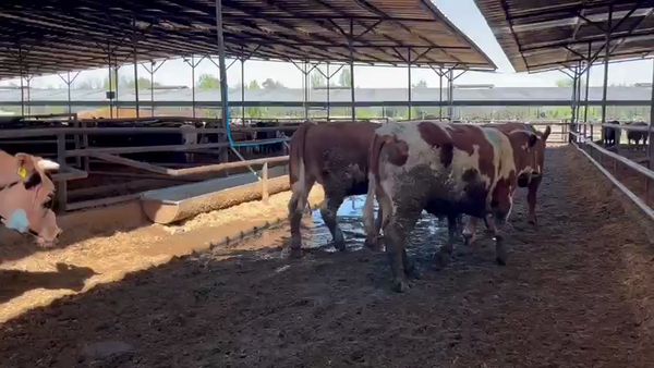 Lote 20 Novillo Gordo en Linares, VII  Región Maule