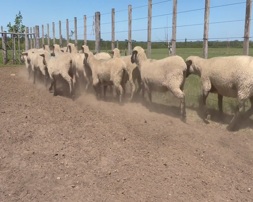 Lote 33 Ovejas en Soriano, Dolores