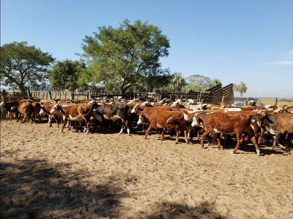 Lote 130 Novillitos en San Roque, Corrientes