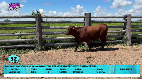 Lote LOTE 52- EN VIVO