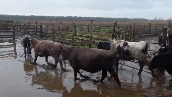 Lote 43 Novillo Gordo en Cabrero, VIII Región Biobío