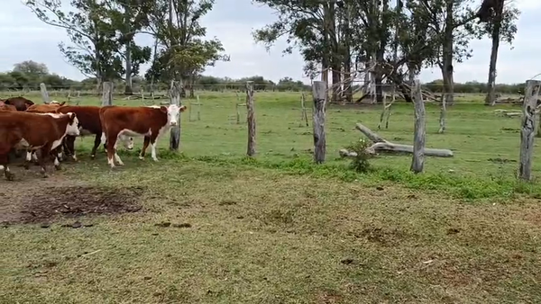 Lote 65 Terneros/as