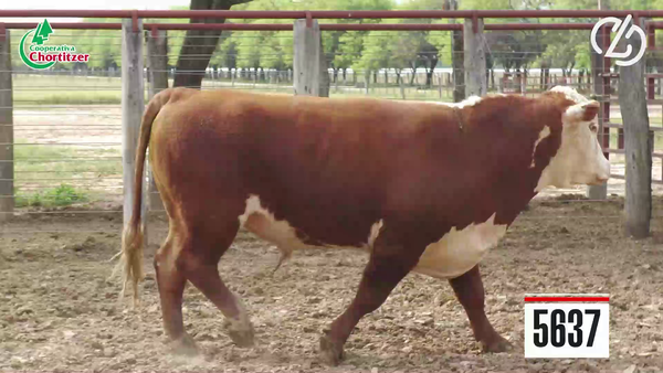 Lote Hereford