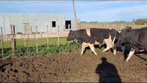 Lote (Vendido)3 Novillos 1 a 2 años CRUZAS 270kg -  en CAMINO EL ABUELO
