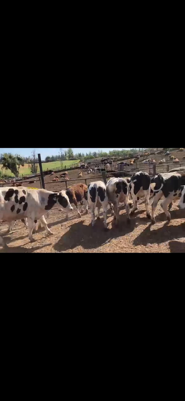 Lote 23 Novillo Engorda en Melipilla, Región Metropolitana