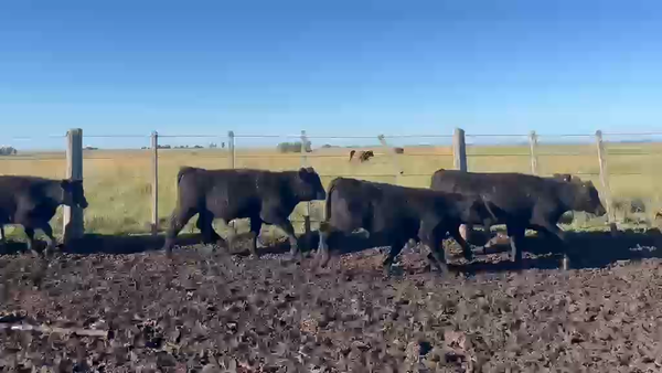 Lote TERNEROS Y TERNERAS