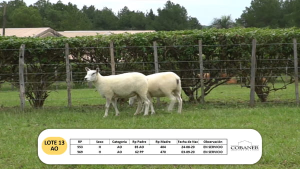 Lote Lote 13 - AO