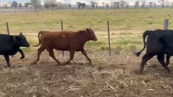 Lote 160 Terneras Braford y sus cruzas en Jesús María, Córdoba