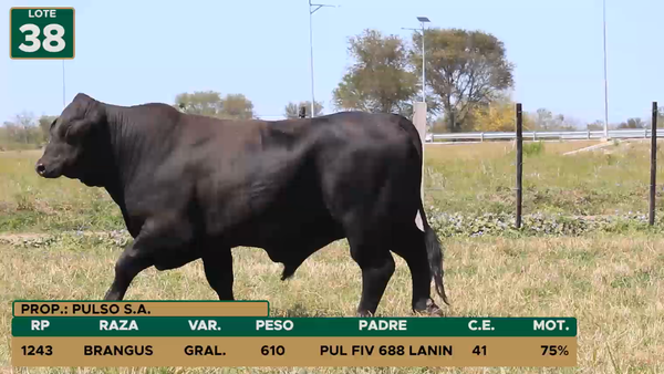 Lote TOROS LOTE 38