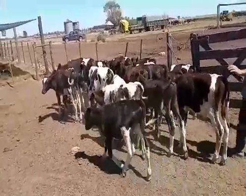 Lote 20 Terneros en Pehuajó, Buenos Aires