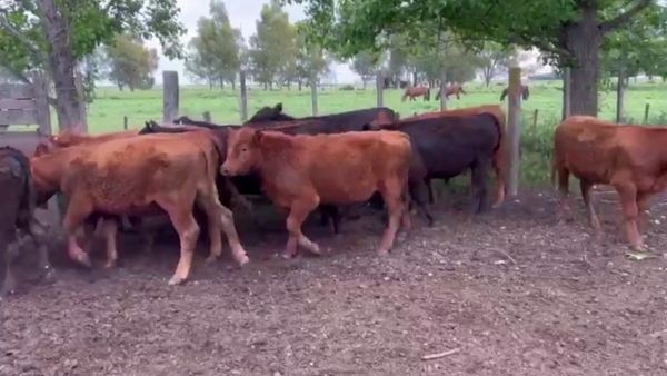 Lote 100 TERN. MACHOS, OLAVARRÍA, BS. AS.