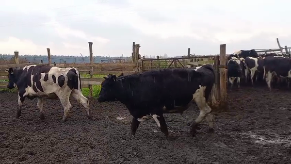 Lote 40 Novillo Gordo en Cabrero, VIII Región Biobío
