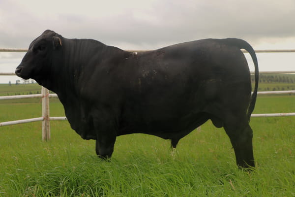 Lote Toros, Tacuarembó
